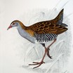 Rails Gallinules And Coots